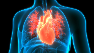 Hjertekarsygdomme hos ældre kan hænge sammen med zinkmangel