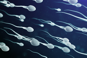Sperm quality relies on the presence of several nutrients