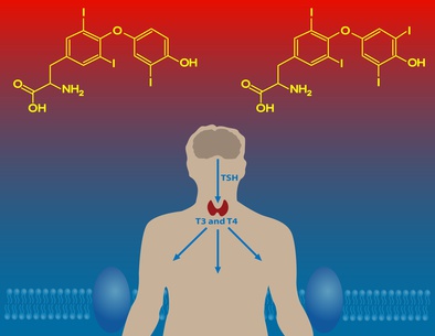 less iodine in body