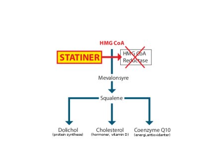 Q10 and cholesterol make an essential team