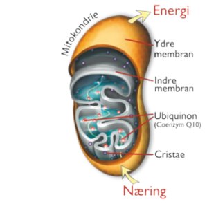 Mitokondrierne er cellernes kraftværk.