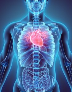 Sinktilskudd kan fremme hjertets helse