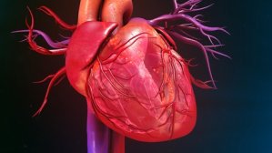 Low intake of vitamin K is linked to unhealthy heart enlargement – even in young people