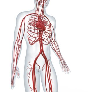 Store doser av vitamin D reduserer raskt arteriell stivhet, et tegn på aterosklerose (åreforkalkning)