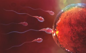 Diet changes and specific supplements can improve sperm quality and testosterone levels