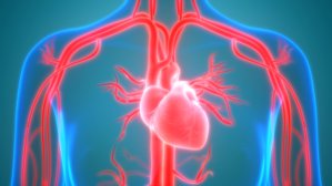Glukosamin motverkar också hjärt-kärlsjukdomar