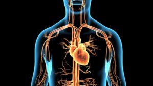 Melatonin also protects against heart rhythm disturbances