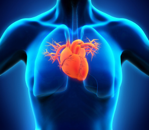 Brist på zink ökar risken för hjärtsvikt