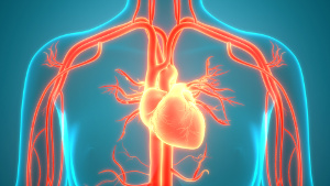 Klinische Studien zeigen, dass eine Q10 Supplementation Patienten mit Herzinsuffizienz hilft