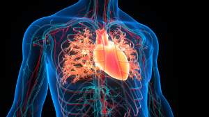 Selenium and Q10 strengthen your heart