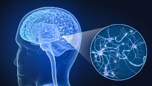 Selen booster hjernens dannelse af nye nerveceller