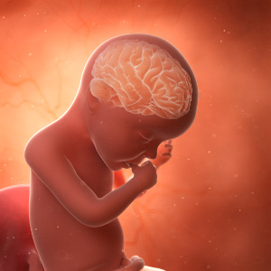 Zinc’s role in pregnancy and fetal brain development