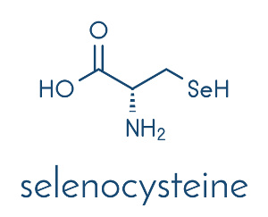 The metabolism of selenium in relation to diabetes and cancer therapies