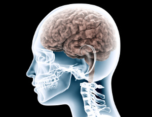 Träning och tre näringsämnen förbättrar hjärnans neuroplasticitet