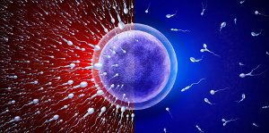 Q10 supplements can improve sperm quality and testosterone levels