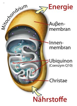 Mitochondrien sind die Kraftwerke der Zellen, in denen Q10 dabei hilft, Mikronährstoffe in ATP umzuwandeln, das zu den wichtigsten Energiequellen der Zellen gehört