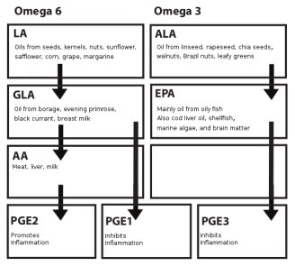 Simplified overview of the prostaglandin synthesis